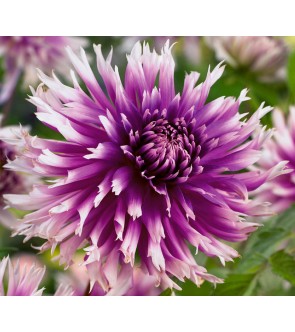 Dalia fimbriata Table Dancer