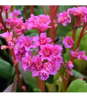 Bergenia Abendglut