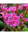 Bergenia Abendglut