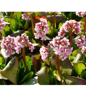 Bergenia Baby Doll