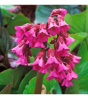 Bergenia Bressingham Ruby