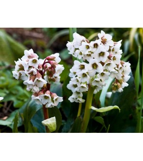 Bergenia Bressingham White