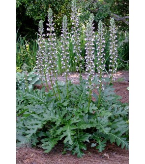 Acanthus Mollis