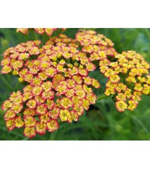 Achillea millefolium Tricolour