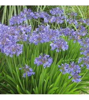 Agapanthus Peter Pan diviso...