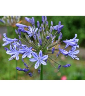 Agapanthus Wolga diviso NUOVO
