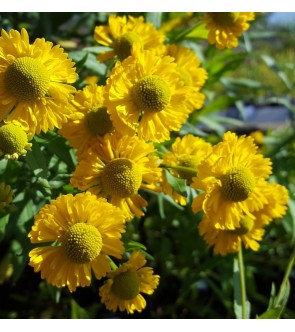 Helenium Double Trouble