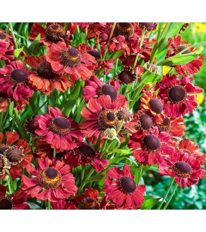 Helenium Meranti