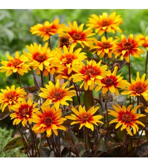 Heliopsis helianthoides...