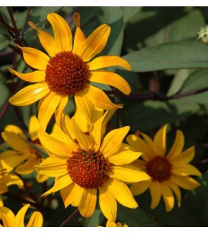 Heliopsis helianthoides...