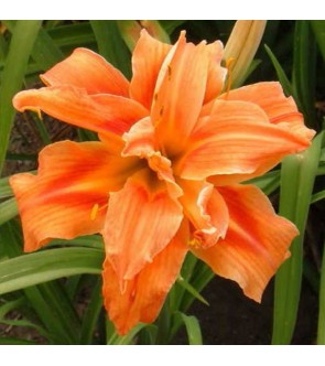 Hemerocallis Flower Basket...