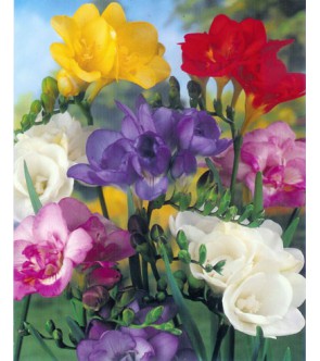 Fresie Doppie Miscuglio