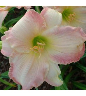 Hemerocallis Susan Weber IN...