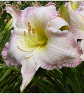 Hemerocallis Susan Weber IN VASO NOVITA'