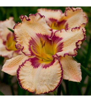 Hemerocallis Antique Linen...