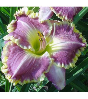 Hemerocallis Bestseller IN...