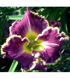 Hemerocallis Bettylen IN...