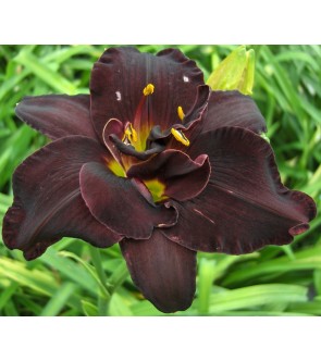 Hemerocallis Bogeyman IN...