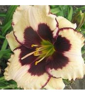 Hemerocallis Celebration of...