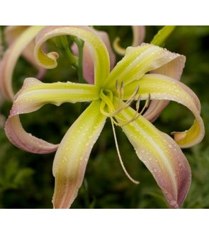 Hemerocallis Desert Icicle...