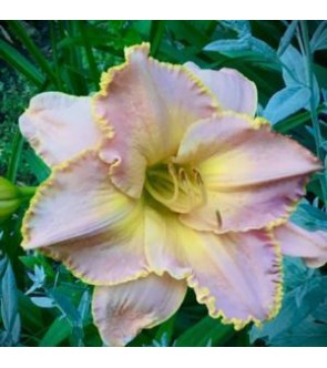 Hemerocallis Diva's Choice...