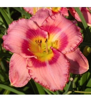 Hemerocallis Dress Pink IN...