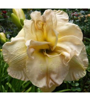 Hemerocallis Jean Swann IN...