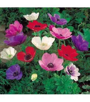 Anemone coronaria semplice...