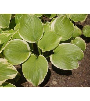 Hosta profumata Fragrant...