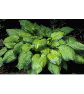 Hosta profumata Guacamole...