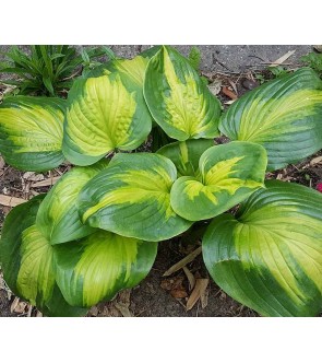 Hosta profumata Enchiladas...