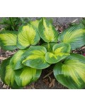 Hosta profumata Enchiladas...