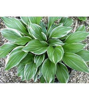 Hosta profumata Royal...