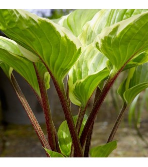 Hosta Sorbet NUOVA IN VASO