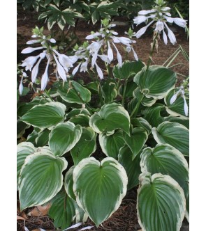 Hosta profumata Sugar and...