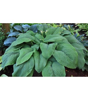 Hosta gigante T-Rex NUOVA...