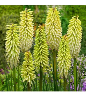 Kniphofia Green Jade NUOVA