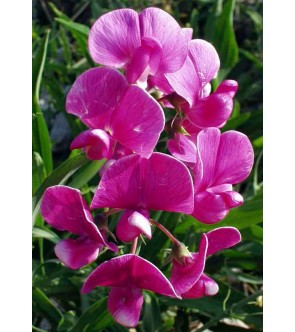 Lathyrus latifolius