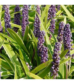 Liriope muscari Gold Banded...