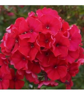 Phlox paniculata Brigadier