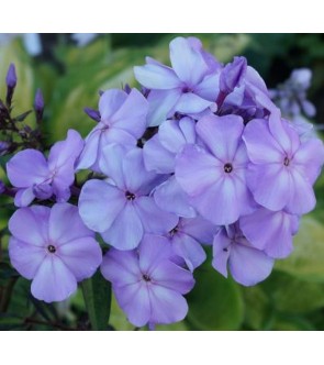 Phlox paniculata Lilac Time