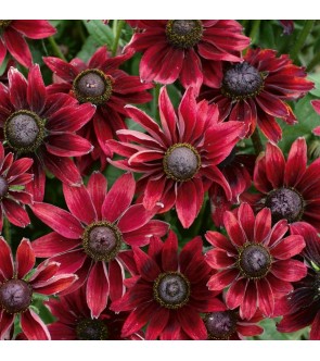 Rudbeckia hirta Cherry...