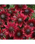 Rudbeckia hirta Cherry...