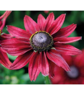 Rudbeckia hirta Cherry Brandy NUOVA