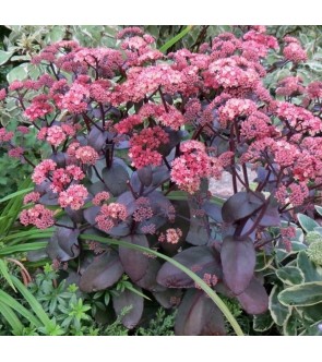 Sedum Xenox NUOVO