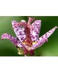 Tricyrtis formosana