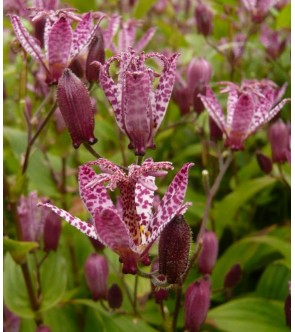 Tricyrtis formosana Purple Beauty