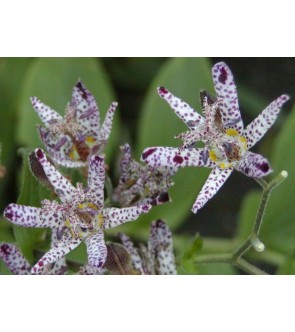 Tricyrtis macropoda