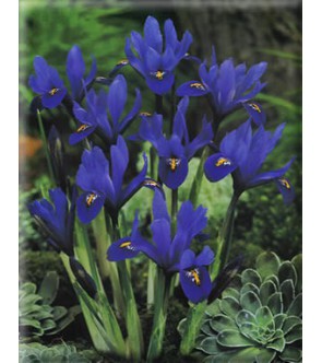 Iris reticulata Harmony