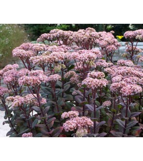 Sedum Matrona